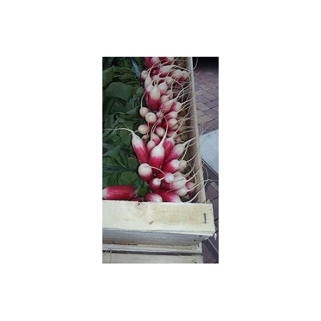 Radis Rose et long