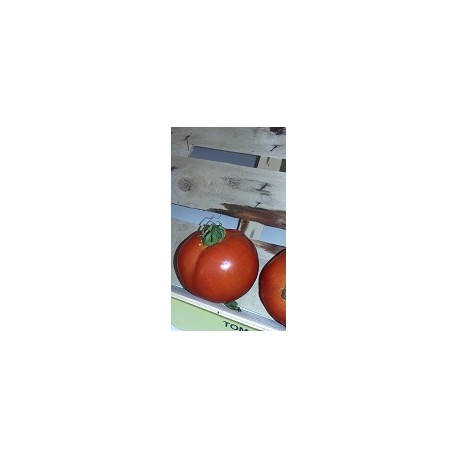 Tomates