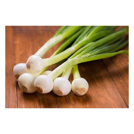oignons botte
