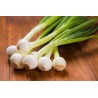 oignons blanc botte