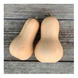 butternut