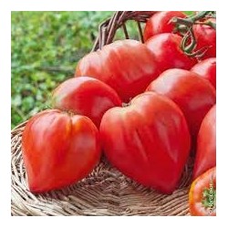 Tomates coulis colis de 5kg